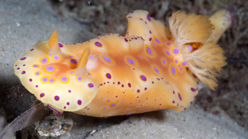 Illustration for article titled Striking Photographs Of Sea Slugs Expose The Alien World Under the Sea